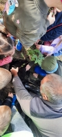 Zdjęcie: Drzewka dla przedszkola