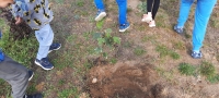 Zdjęcie: Drzewka dla przedszkola