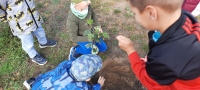 Zdjęcie: Drzewka dla przedszkola