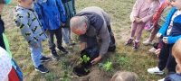 Zdjęcie: Drzewka dla przedszkola