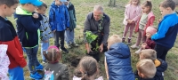 Zdjęcie: Drzewka dla przedszkola