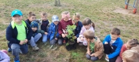 Zdjęcie: Drzewka dla przedszkola